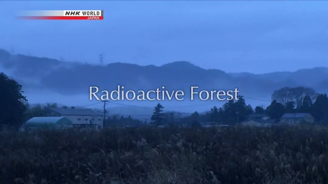 福岛辐射森林图片