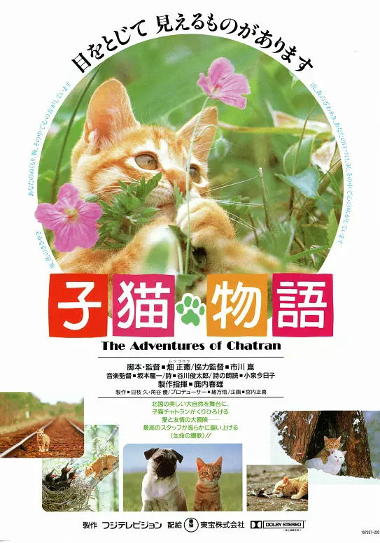 小猫的故事图片