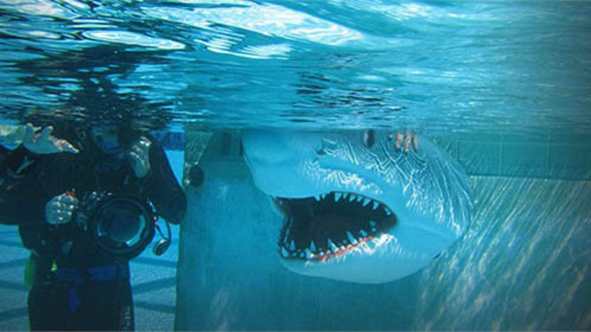 鲨鱼攻击实验图片