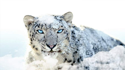 阿富汗雪豹