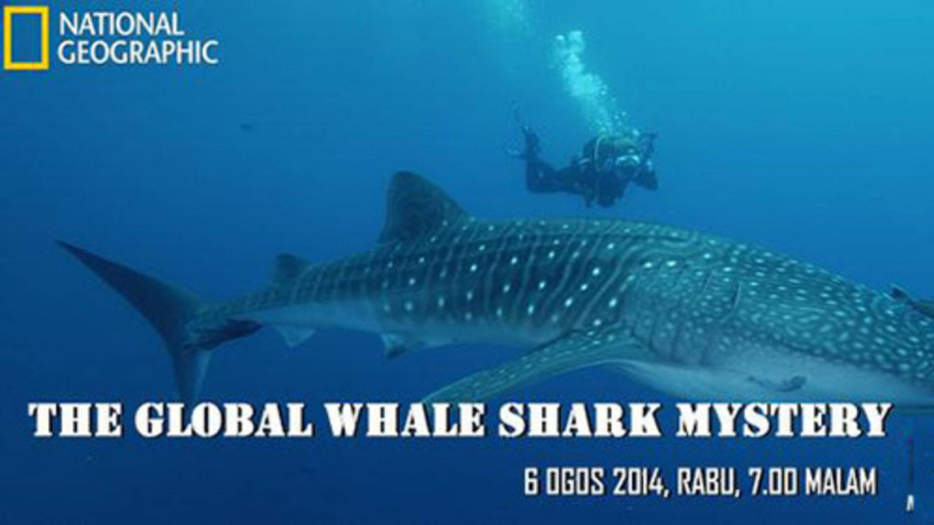 全球鲸鲨之谜图片