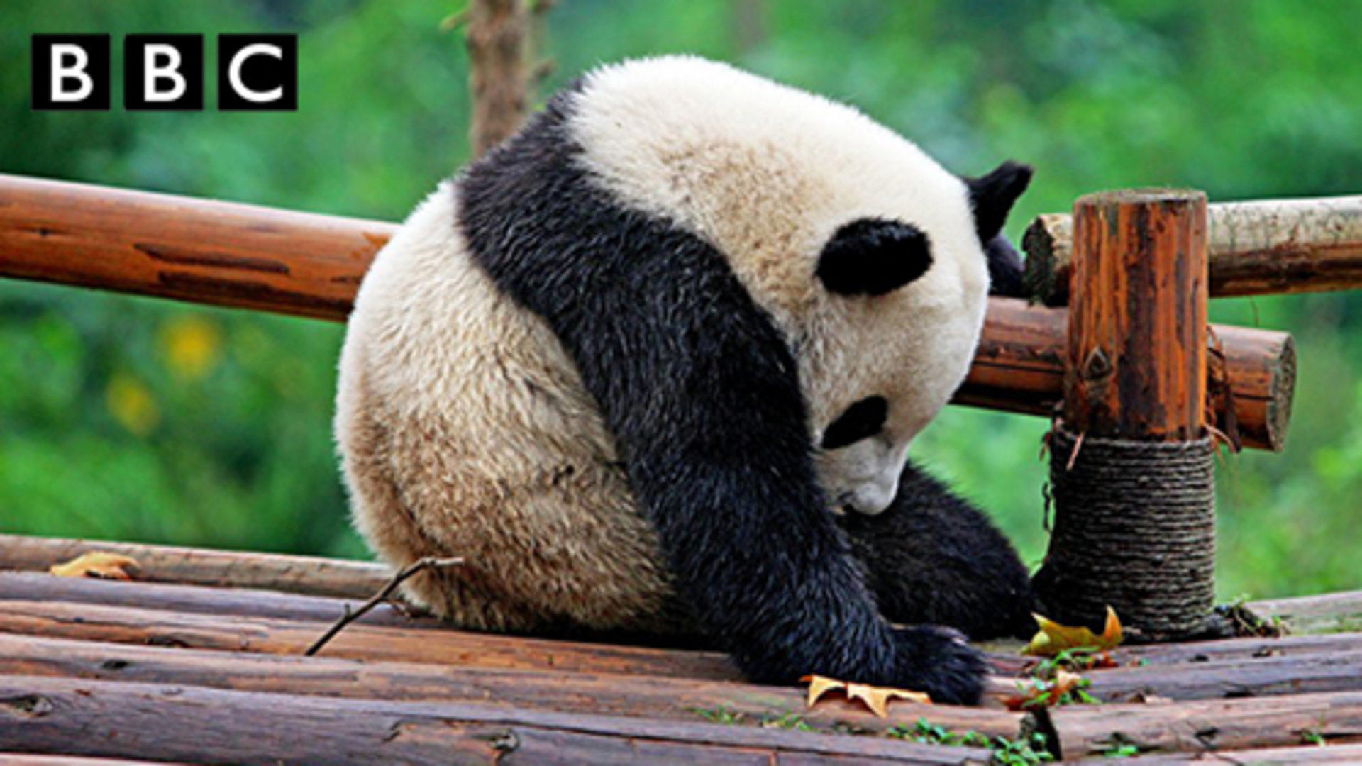 拯救大熊猫图片