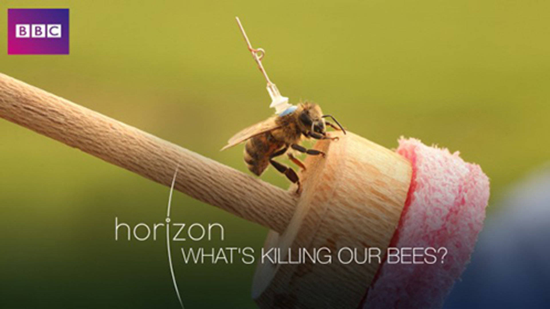 谁杀死了我们的蜜蜂图片