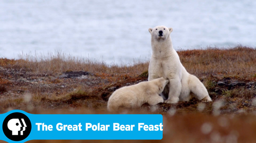 北极熊的盛宴图片