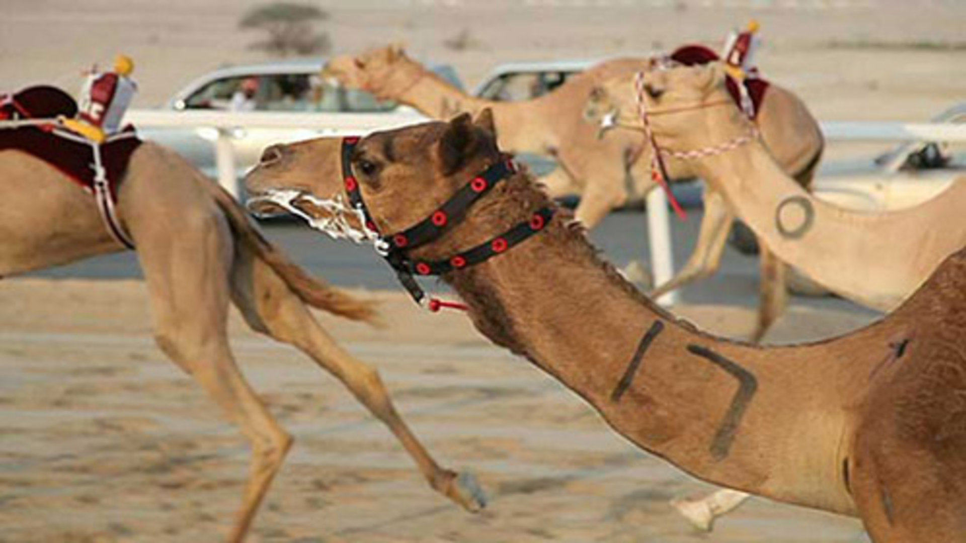 骆驼比赛图片
