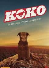 Koko:红犬历险记图片